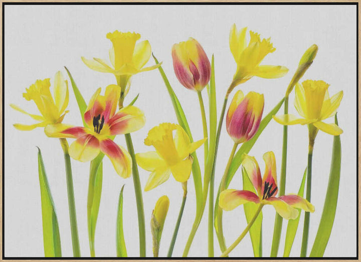 Cheerful Spring Flowers - Floral Photographic Stretched Canvas Poster or Fine Art Print