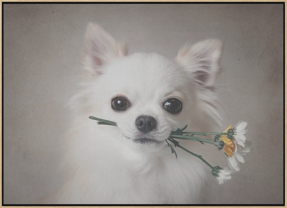 Chihuahua with flowers - Stretched Canvas, Poster or Fine Art Print I Heart Wall Art