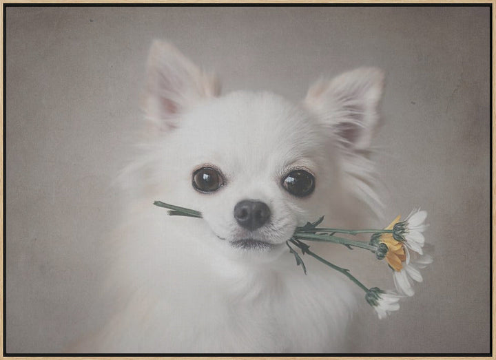 Chihuahua with flowers - Stretched Canvas, Poster or Fine Art Print I Heart Wall Art