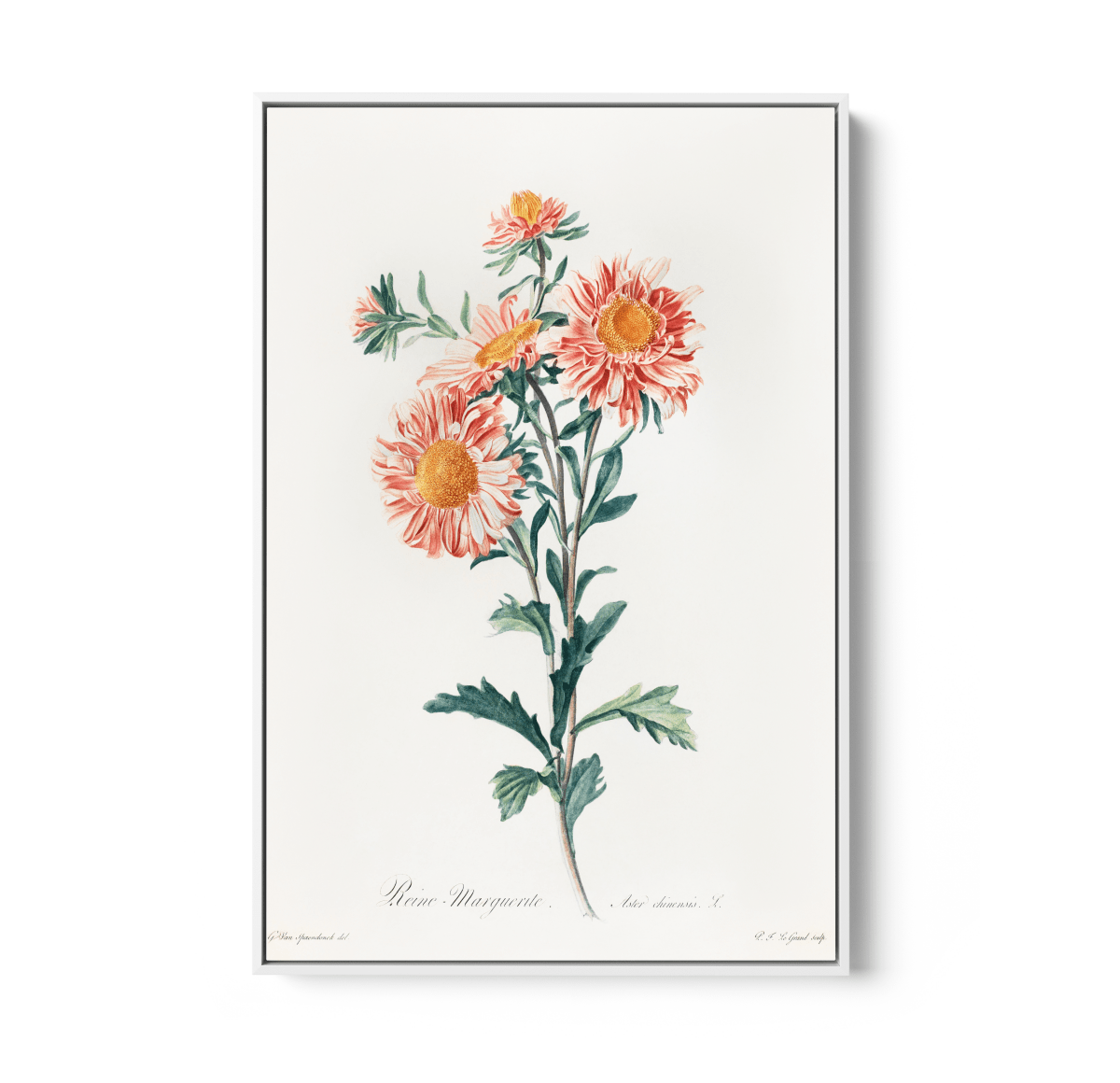 Chinese Aster (1800) Vintage Prints by Gerard Van Spaendonck - Stretched Canvas or Wall Art Print - I Heart Wall Art - Poster Print, Canvas Print or Framed Art Print