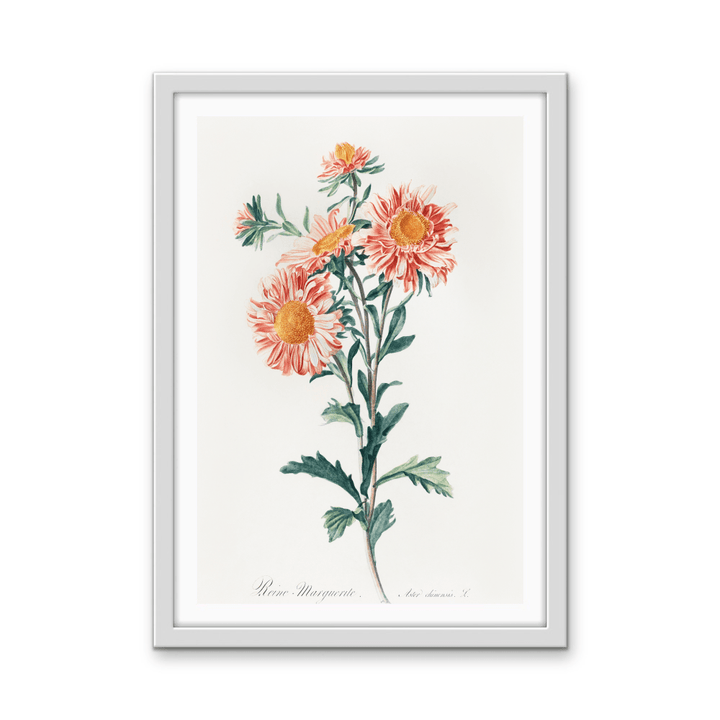 Chinese Aster (1800) Vintage Prints by Gerard Van Spaendonck - Stretched Canvas or Wall Art Print - I Heart Wall Art - Poster Print, Canvas Print or Framed Art Print