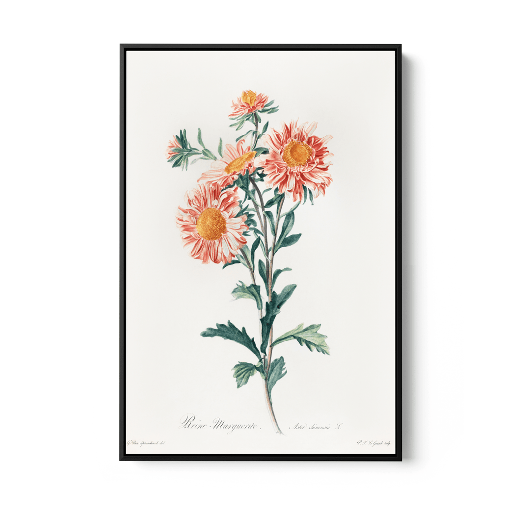 Chinese Aster (1800) Vintage Prints by Gerard Van Spaendonck - Stretched Canvas or Wall Art Print - I Heart Wall Art - Poster Print, Canvas Print or Framed Art Print