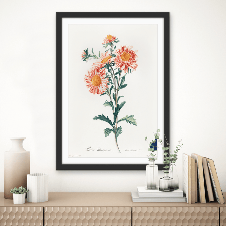Chinese Aster (1800) Vintage Prints by Gerard Van Spaendonck - Stretched Canvas or Wall Art Print - I Heart Wall Art - Poster Print, Canvas Print or Framed Art Print