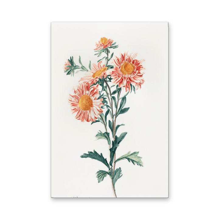 Chinese Aster (1800) Vintage Prints by Gerard Van Spaendonck - Stretched Canvas or Wall Art Print - I Heart Wall Art - Poster Print, Canvas Print or Framed Art Print