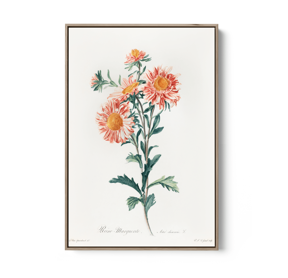 Chinese Aster (1800) Vintage Prints by Gerard Van Spaendonck - Stretched Canvas or Wall Art Print - I Heart Wall Art - Poster Print, Canvas Print or Framed Art Print