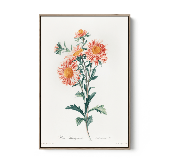 Chinese Aster (1800) Vintage Prints by Gerard Van Spaendonck - Stretched Canvas or Wall Art Print - I Heart Wall Art - Poster Print, Canvas Print or Framed Art Print