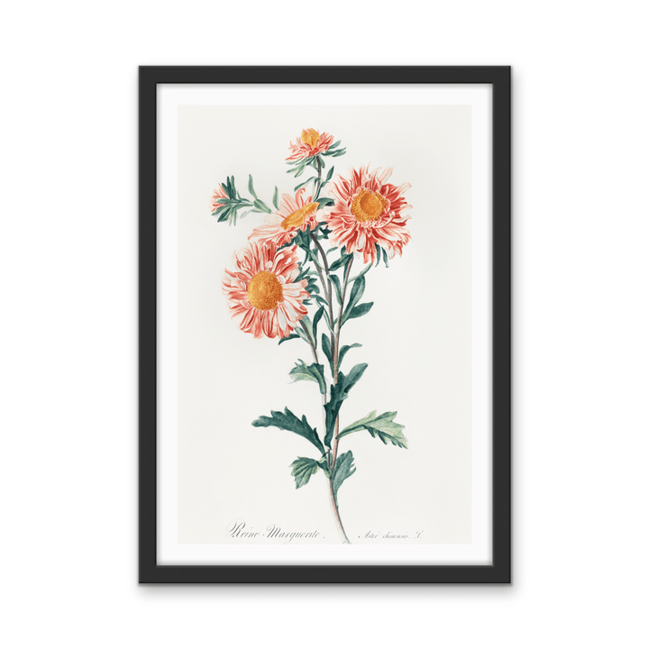 Chinese Aster (1800) Vintage Prints by Gerard Van Spaendonck - Stretched Canvas or Wall Art Print - I Heart Wall Art - Poster Print, Canvas Print or Framed Art Print