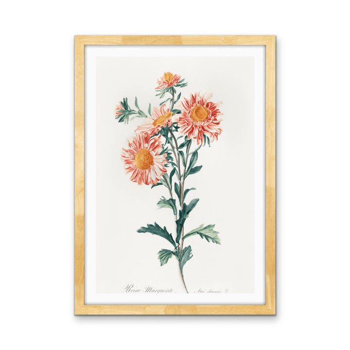 Chinese Aster (1800) Vintage Prints by Gerard Van Spaendonck - Stretched Canvas or Wall Art Print - I Heart Wall Art - Poster Print, Canvas Print or Framed Art Print