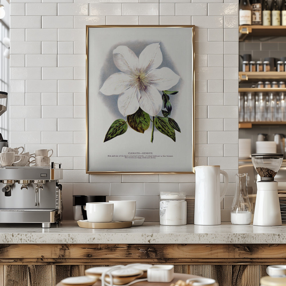 Clematis Flower Lithograph - Stretched Canvas, Poster or Fine Art Print I Heart Wall Art