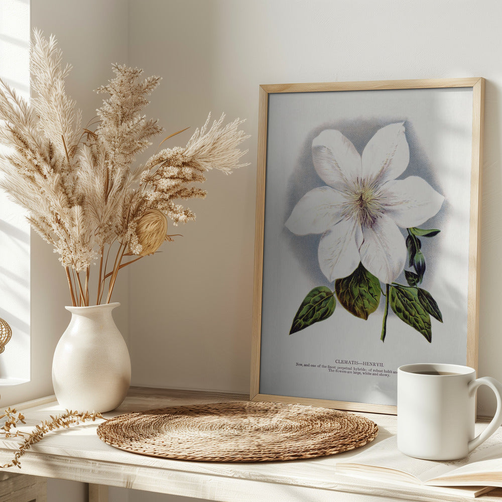 Clematis Flower Lithograph - Stretched Canvas, Poster or Fine Art Print I Heart Wall Art