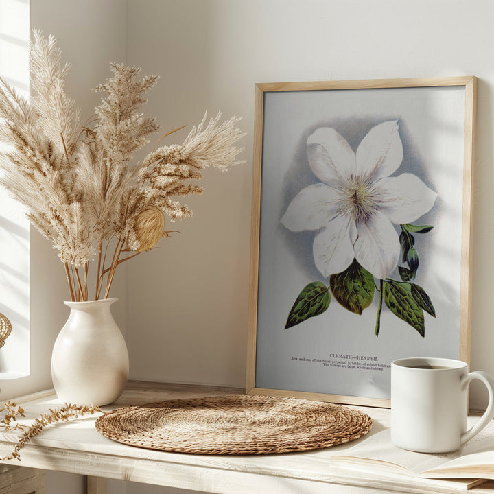 Clematis Flower Lithograph - Stretched Canvas, Poster or Fine Art Print I Heart Wall Art