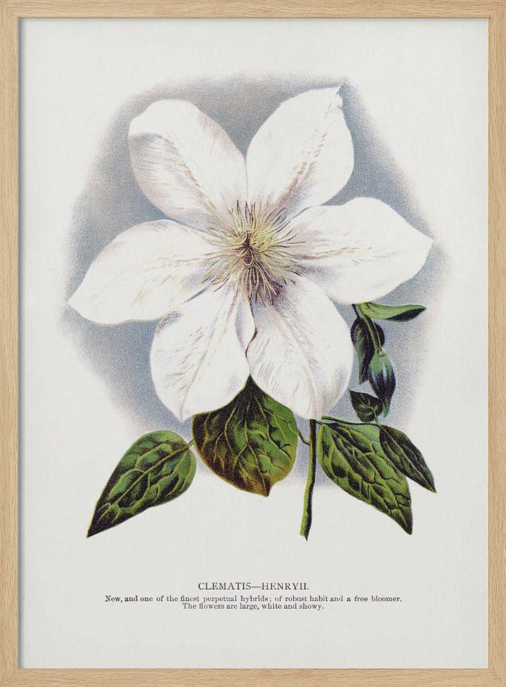 Clematis Flower Lithograph - Stretched Canvas, Poster or Fine Art Print I Heart Wall Art