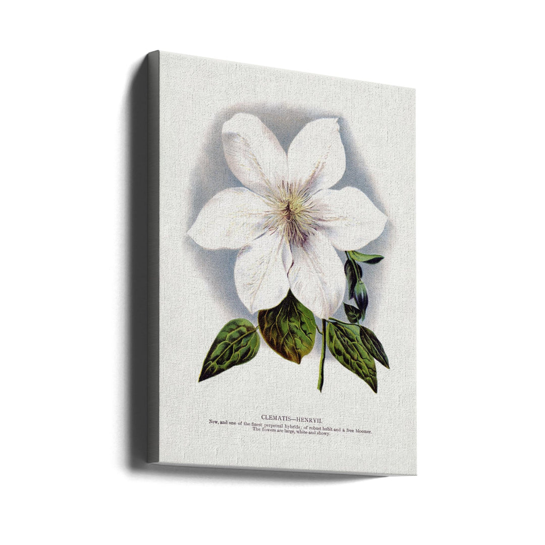 Clematis Flower Lithograph - Stretched Canvas, Poster or Fine Art Print I Heart Wall Art