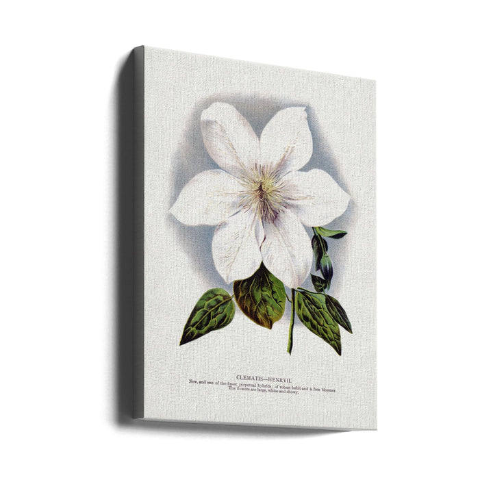 Clematis Flower Lithograph - Stretched Canvas, Poster or Fine Art Print I Heart Wall Art