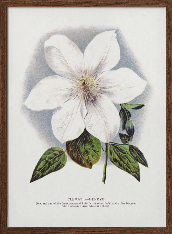 Clematis Flower Lithograph - Stretched Canvas, Poster or Fine Art Print I Heart Wall Art