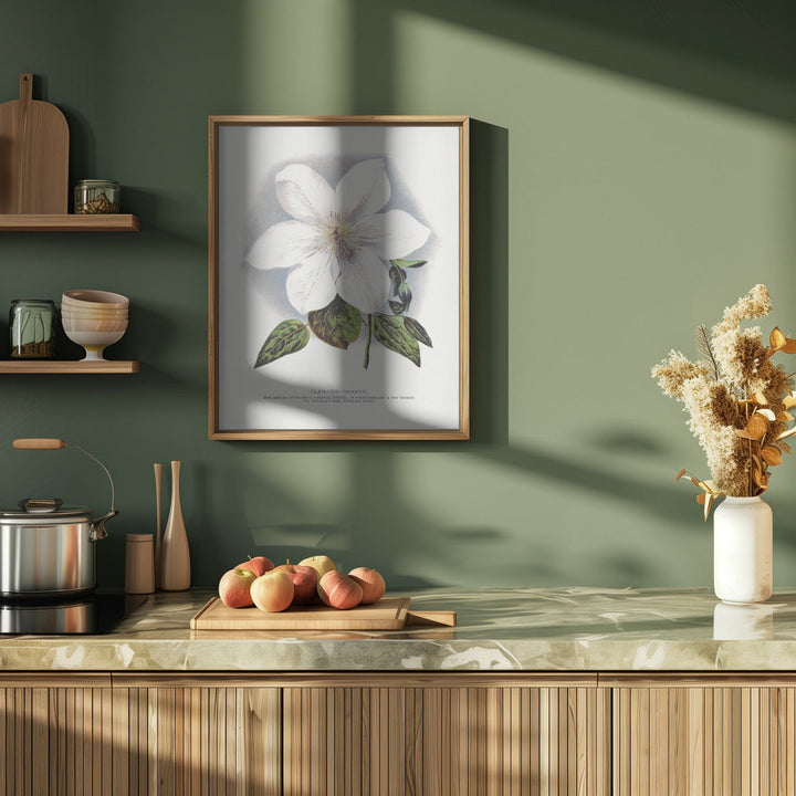 Clematis Flower Lithograph - Stretched Canvas, Poster or Fine Art Print I Heart Wall Art