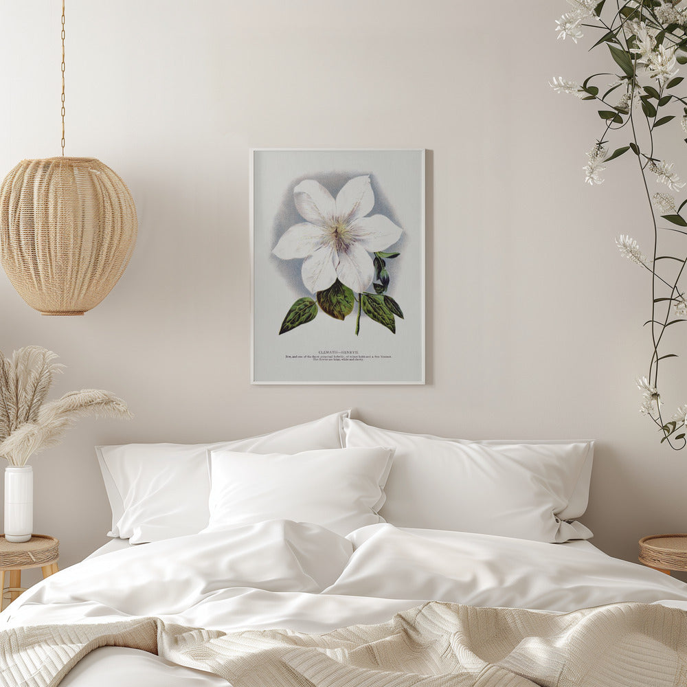 Clematis Flower Lithograph - Stretched Canvas, Poster or Fine Art Print I Heart Wall Art