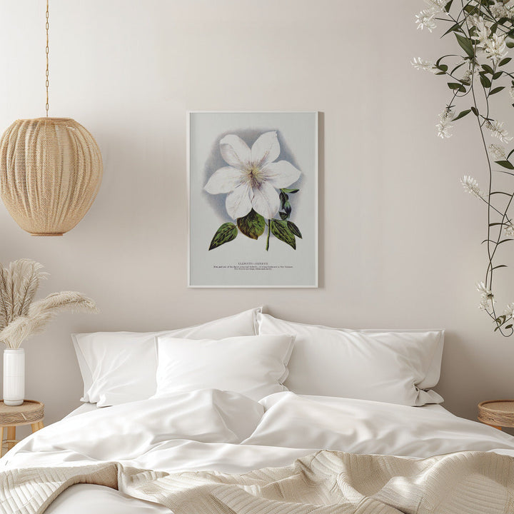 Clematis Flower Lithograph - Stretched Canvas, Poster or Fine Art Print I Heart Wall Art