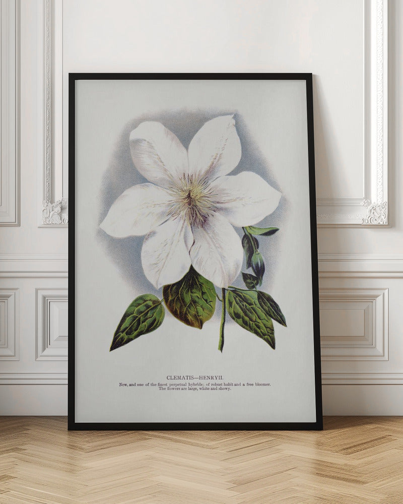 Clematis Flower Lithograph - Stretched Canvas, Poster or Fine Art Print I Heart Wall Art
