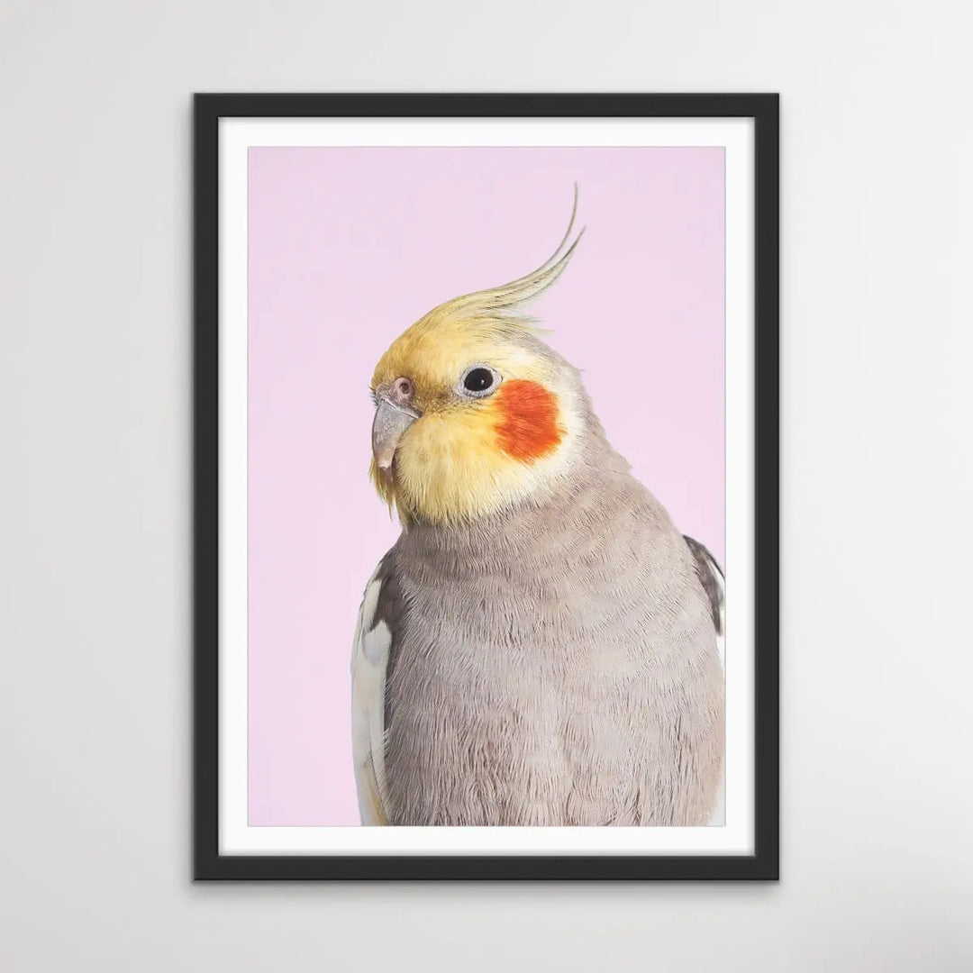 Cockatiel on Pink - Photographic Print of Cockatiel Parrot Against A Pink Backdrop I Heart Wall Art Australia 