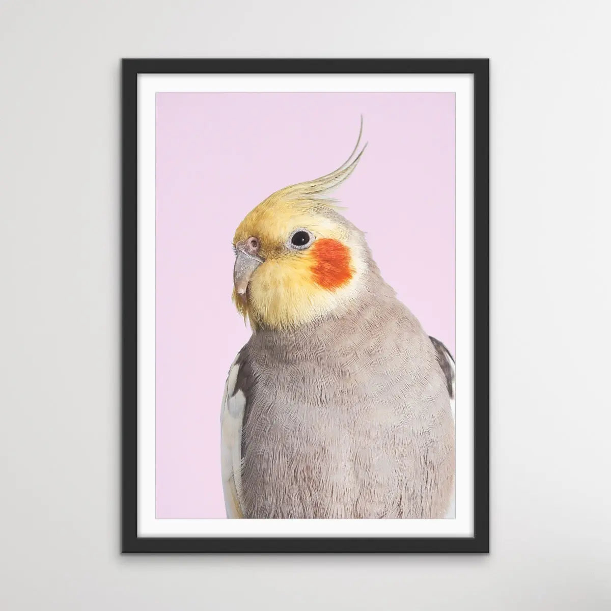 Cockatiel on Pink - Photographic Print of Cockatiel Parrot Against A Pink Backdrop I Heart Wall Art Australia 