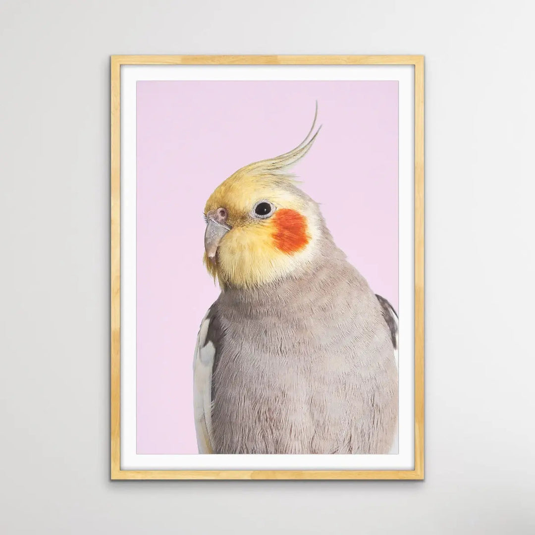 Cockatiel on Pink - Photographic Print of Cockatiel Parrot Against A Pink Backdrop I Heart Wall Art Australia 