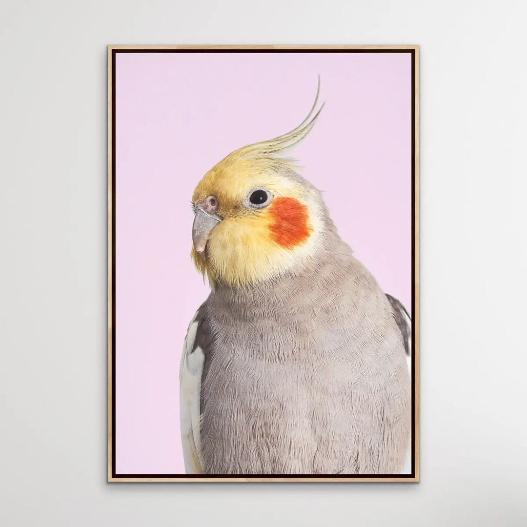 Cockatiel on Pink - Photographic Print of Cockatiel Parrot Against A Pink Backdrop I Heart Wall Art Australia 