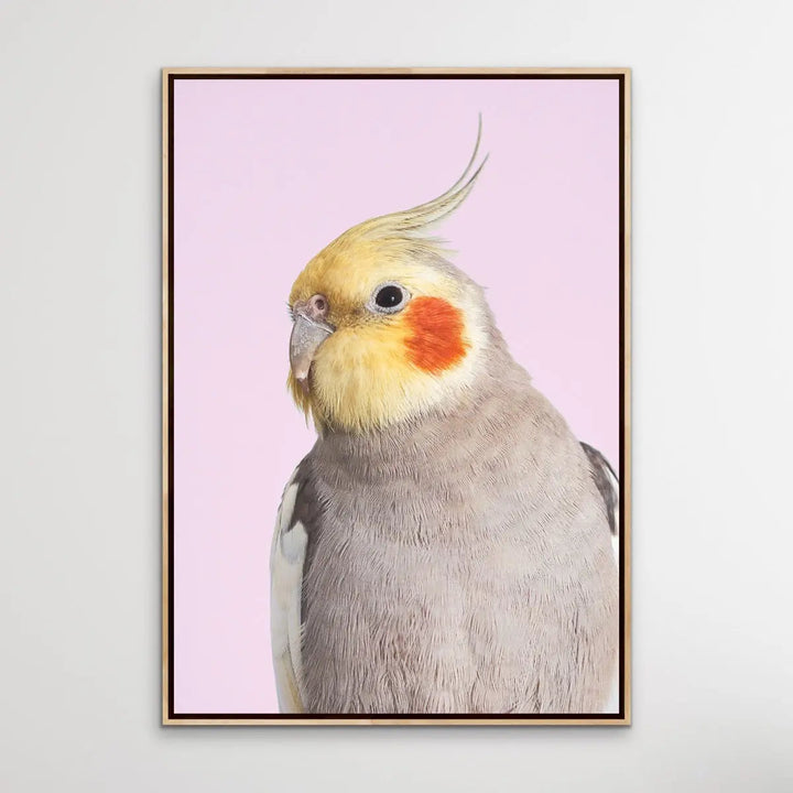 Cockatiel on Pink - Photographic Print of Cockatiel Parrot Against A Pink Backdrop I Heart Wall Art Australia 