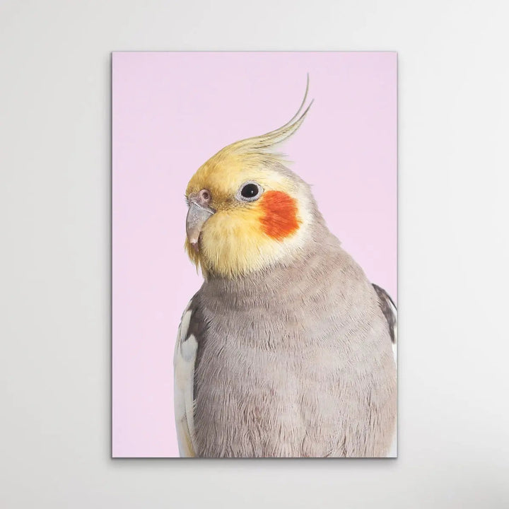 Cockatiel on Pink - Photographic Print of Cockatiel Parrot Against A Pink Backdrop I Heart Wall Art Australia 