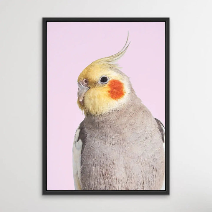 Cockatiel on Pink - Photographic Print of Cockatiel Parrot Against A Pink Backdrop I Heart Wall Art Australia 