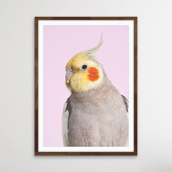Cockatiel on Pink - Photographic Print of Cockatiel Parrot Against A Pink Backdrop I Heart Wall Art Australia 