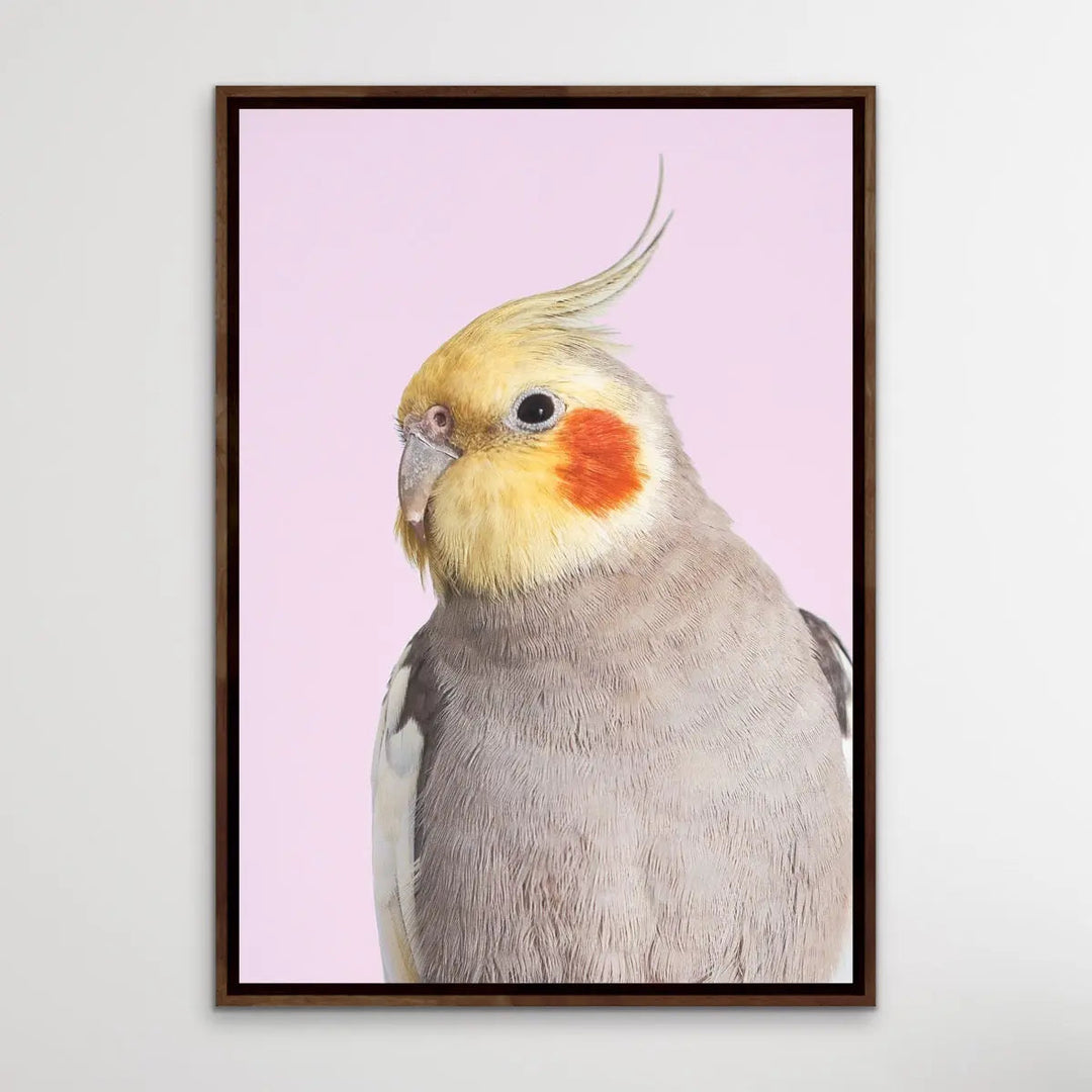 Cockatiel on Pink - Photographic Print of Cockatiel Parrot Against A Pink Backdrop I Heart Wall Art Australia 