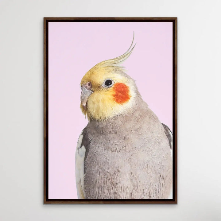 Cockatiel on Pink - Photographic Print of Cockatiel Parrot Against A Pink Backdrop I Heart Wall Art Australia 