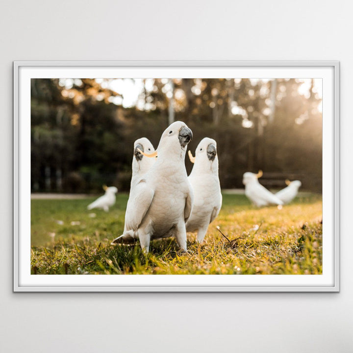 Cockatoo Gang - Australian Gang of Cockatoos Bird Photographic Art or Canvas Print - I Heart Wall Art