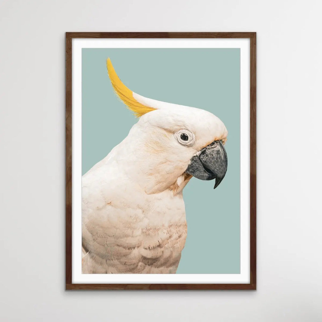 Cockatoo On Blue/Green - Photographic Print of Sulphur Crested Cockatoo Against a Green Backdrop. I Heart Wall Art Australia 