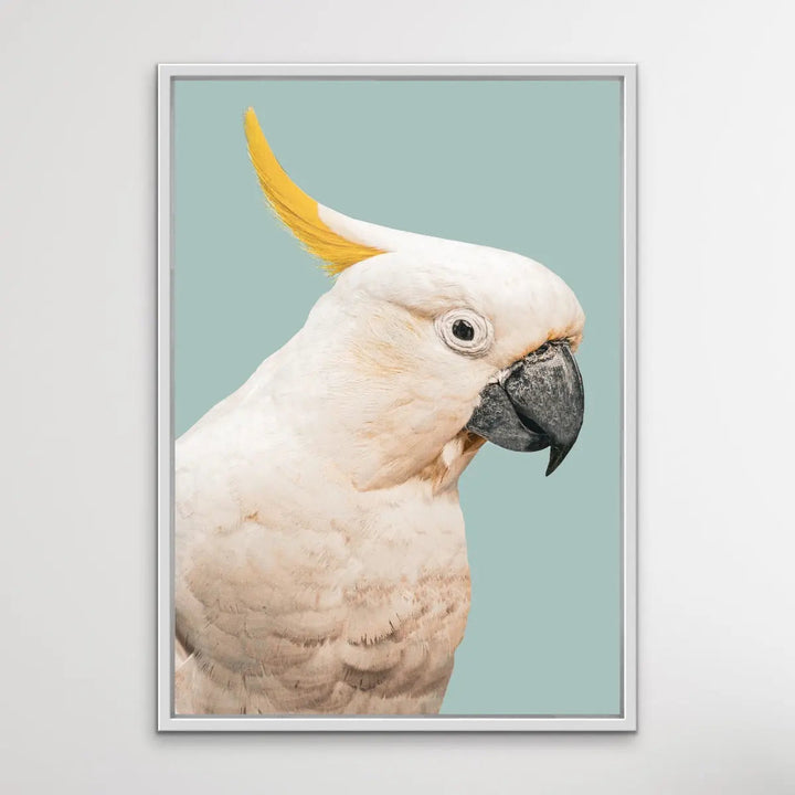 Cockatoo On Blue/Green - Photographic Print of Sulphur Crested Cockatoo Against a Green Backdrop. I Heart Wall Art Australia 