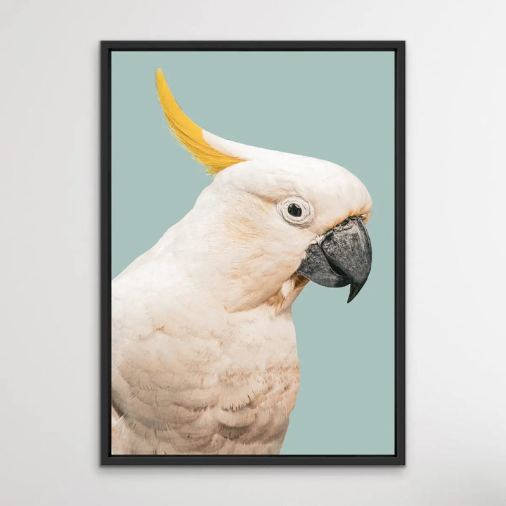 Cockatoo On Blue/Green - Photographic Print of Sulphur Crested Cockatoo Against a Green Backdrop. I Heart Wall Art Australia 
