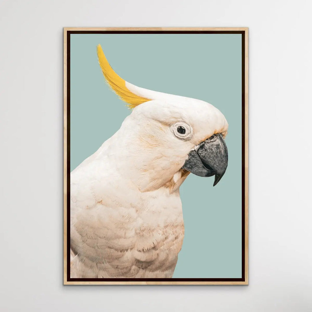 Cockatoo On Blue/Green - Photographic Print of Sulphur Crested Cockatoo Against a Green Backdrop. I Heart Wall Art Australia 