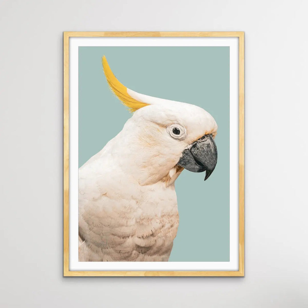 Cockatoo On Blue/Green - Photographic Print of Sulphur Crested Cockatoo Against a Green Backdrop. I Heart Wall Art Australia 