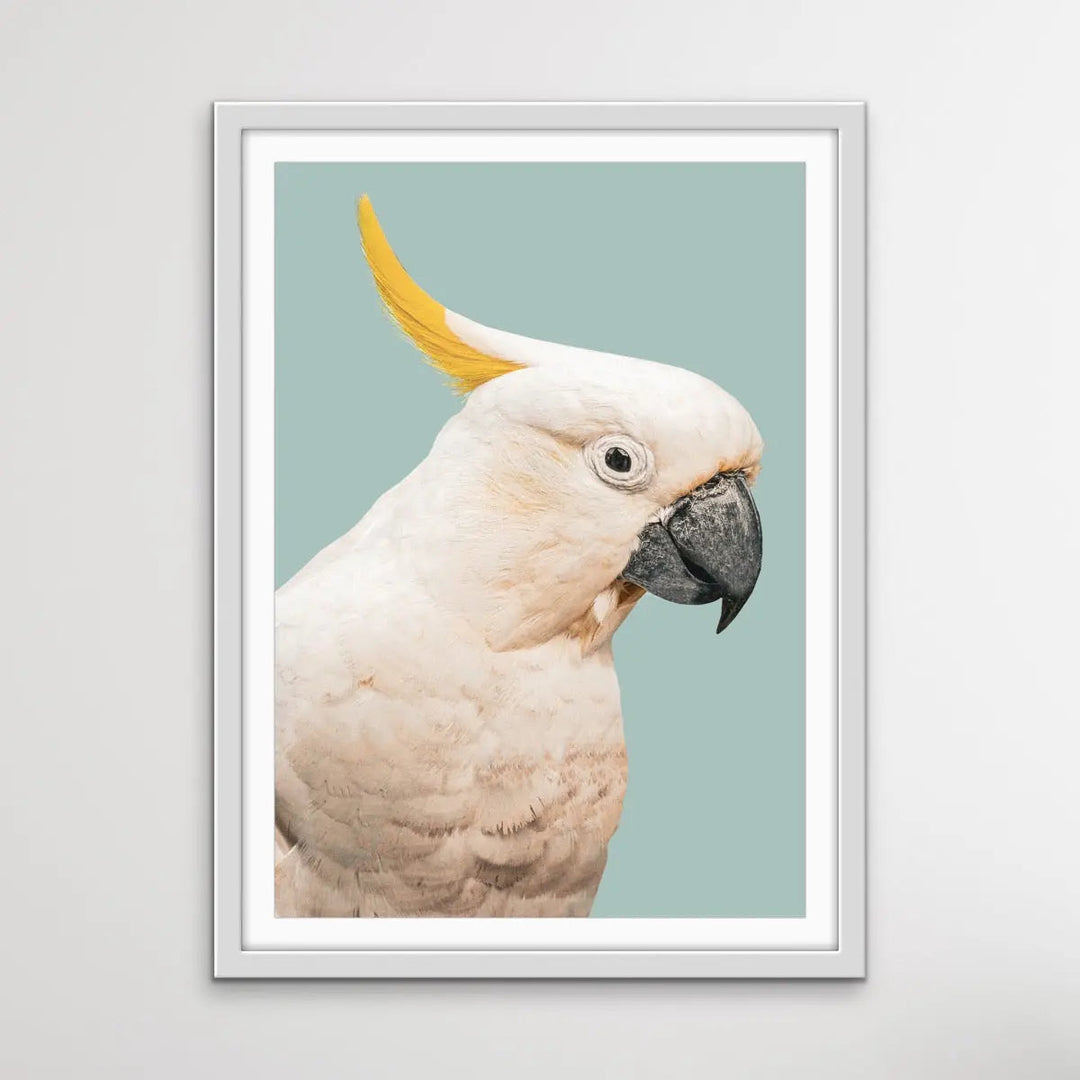 Cockatoo On Blue/Green - Photographic Print of Sulphur Crested Cockatoo Against a Green Backdrop. I Heart Wall Art Australia 