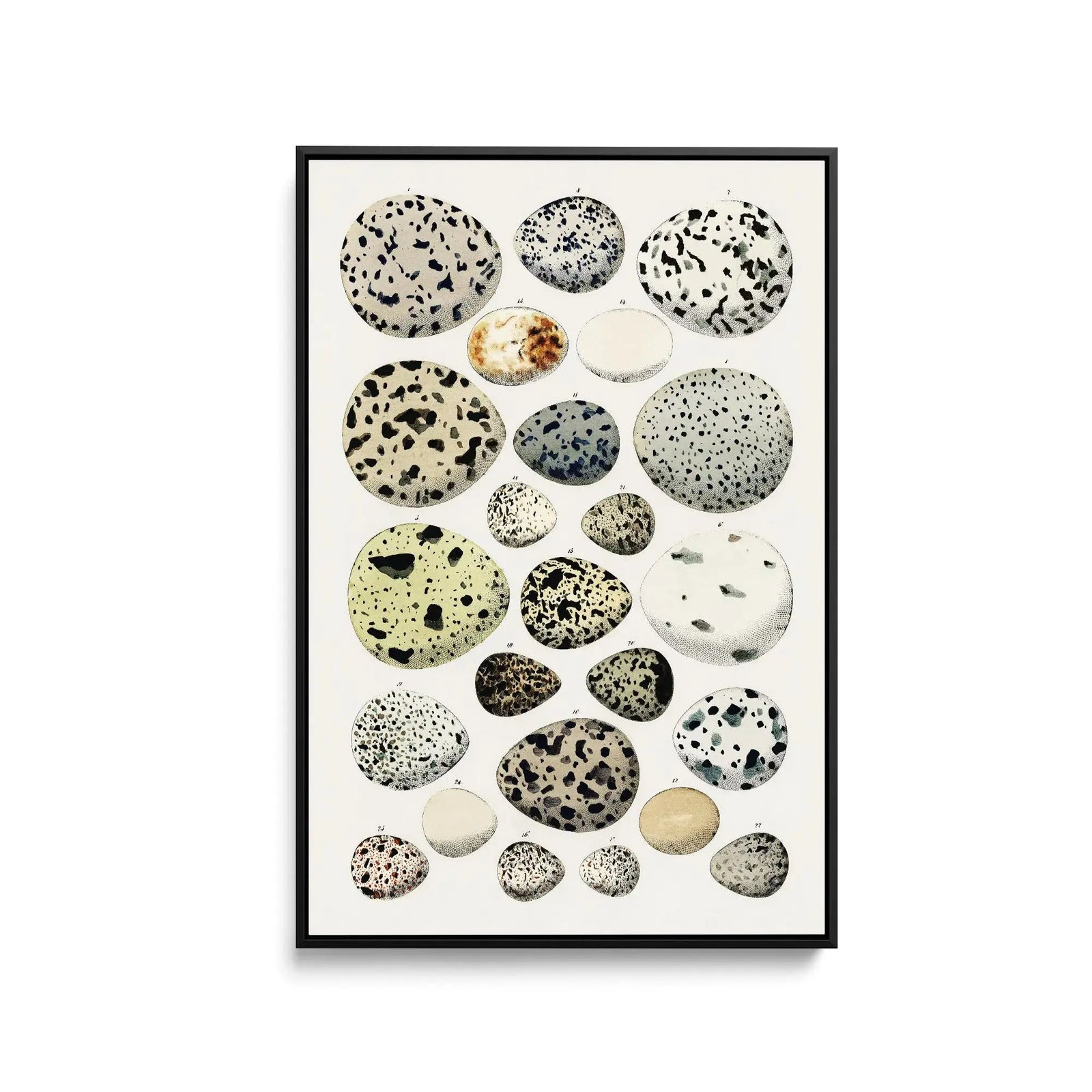 Collection of Different Eggs of Different Species of Birds Vintage Illustration by Lorenz Oken - Stretched Canvas Print or Framed Fine Art Print - Artwork I Heart Wall Art Australia 