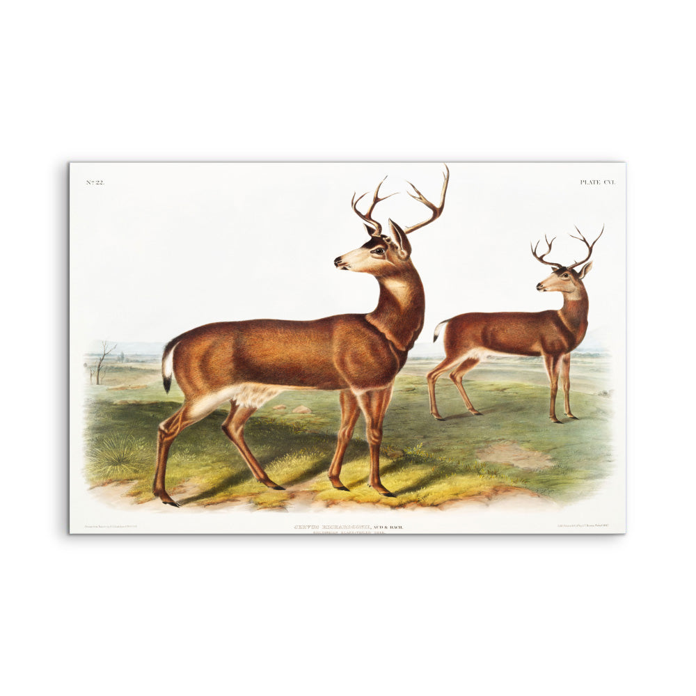 Columbian Black-tailed Deer by John Woodhouse Audubon - American Natural History Stretched Canvas or Art Print