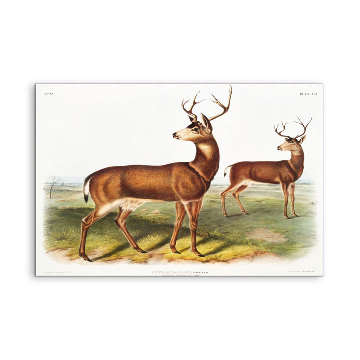 Columbian Black-tailed Deer by John Woodhouse Audubon - American Natural History Stretched Canvas or Art Print