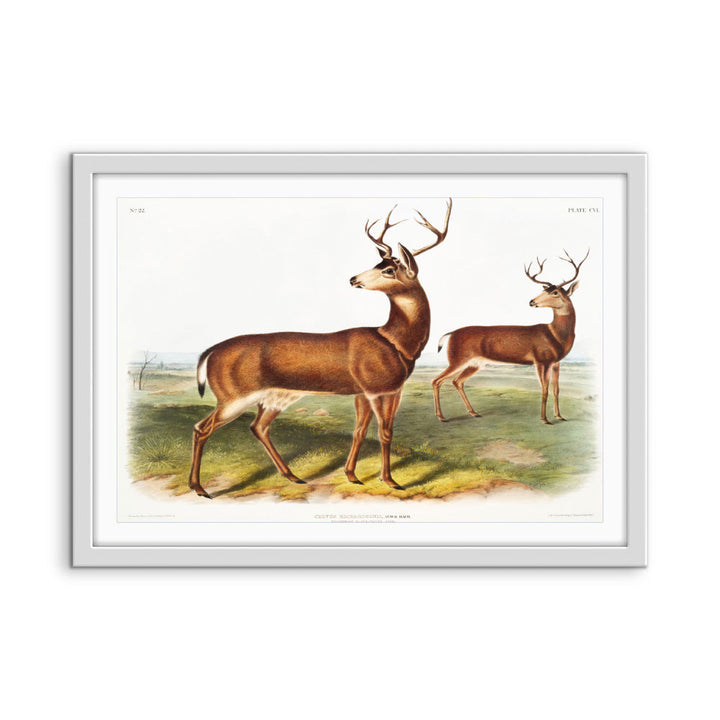 Columbian Black-tailed Deer by John Woodhouse Audubon - American Natural History Stretched Canvas or Art Print