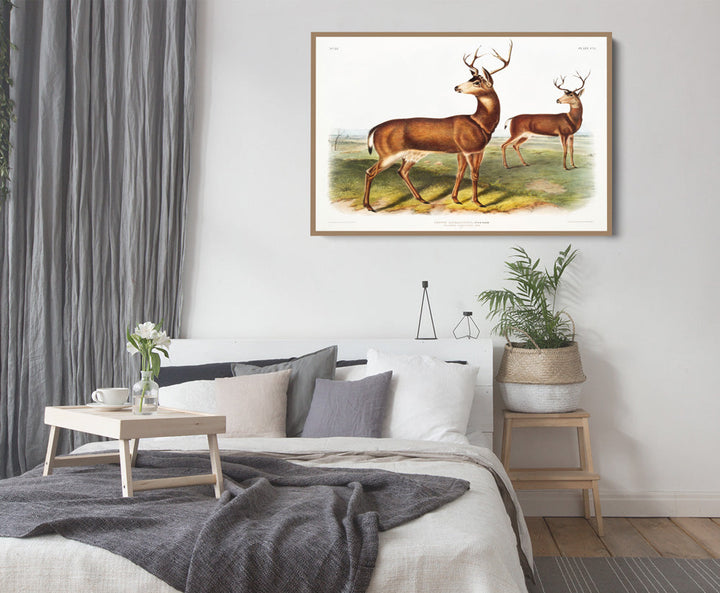 Columbian Black-tailed Deer by John Woodhouse Audubon - American Natural History Stretched Canvas or Art Print