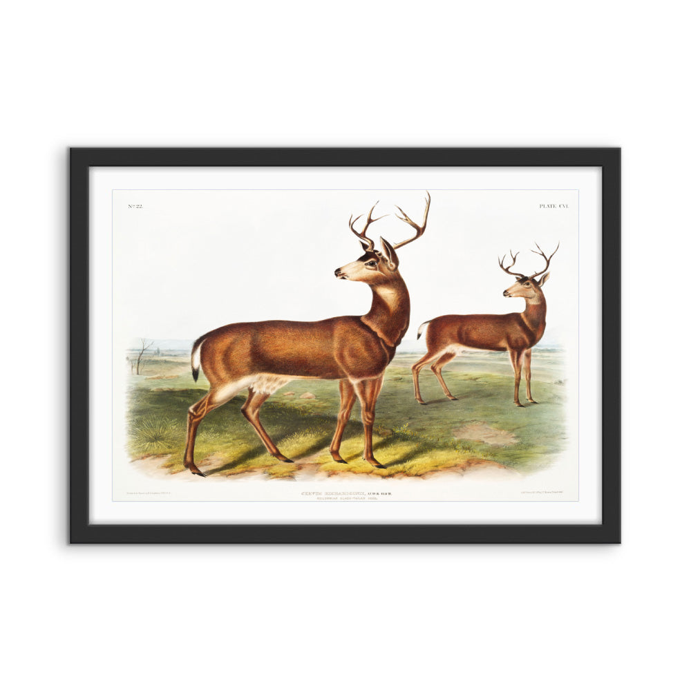 Columbian Black-tailed Deer by John Woodhouse Audubon - American Natural History Stretched Canvas or Art Print