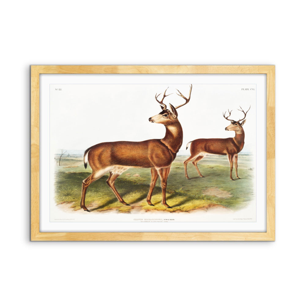 Columbian Black-tailed Deer by John Woodhouse Audubon - American Natural History Stretched Canvas or Art Print