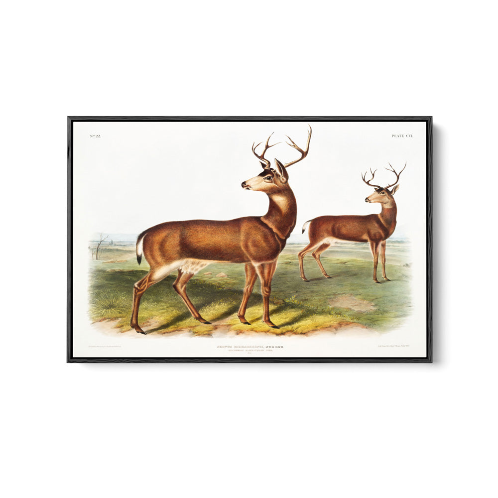 Columbian Black-tailed Deer by John Woodhouse Audubon - American Natural History Stretched Canvas or Art Print