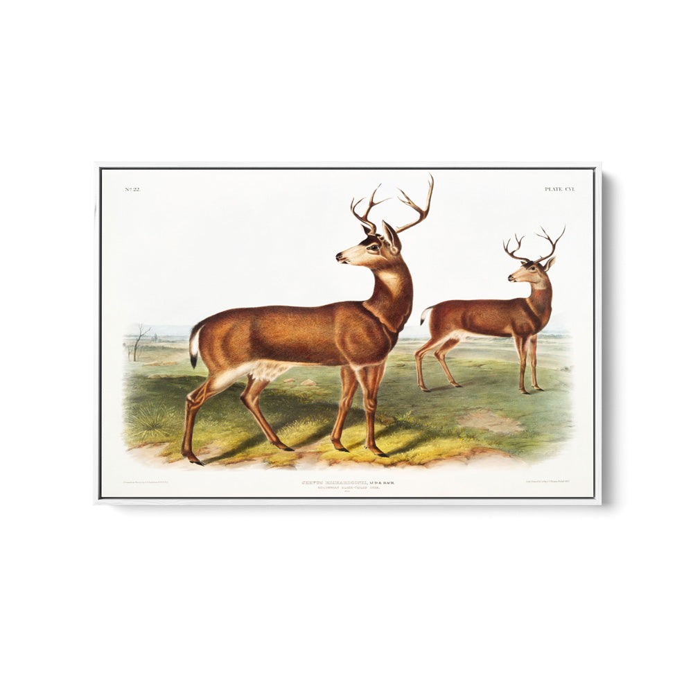 Columbian Black-tailed Deer by John Woodhouse Audubon - American Natural History Stretched Canvas or Art Print