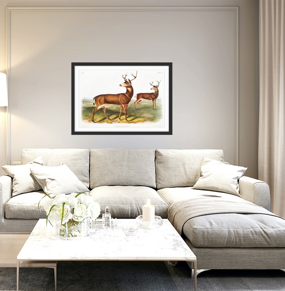 Columbian Black-tailed Deer by John Woodhouse Audubon - American Natural History Stretched Canvas or Art Print